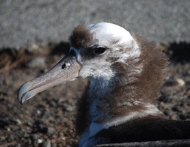 Balding Albatross (Photo credit: Miriam Sutton)