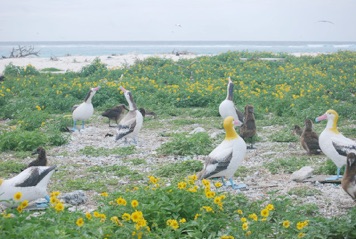 11Short-tailed Albatross Decoys