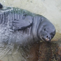 12Monk seal pup
