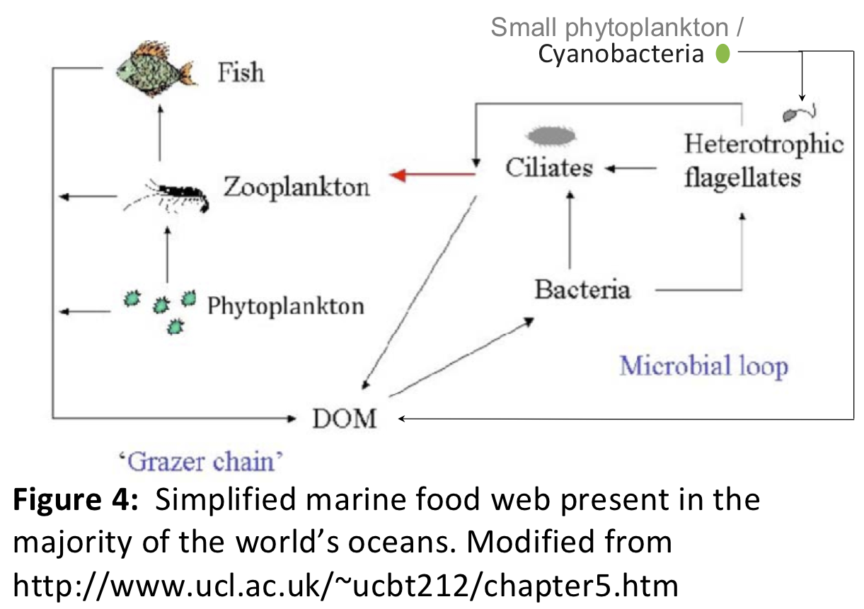 PUPCYCLE Day 4 – Express Yourself, Bacteria! – Science by the Sea