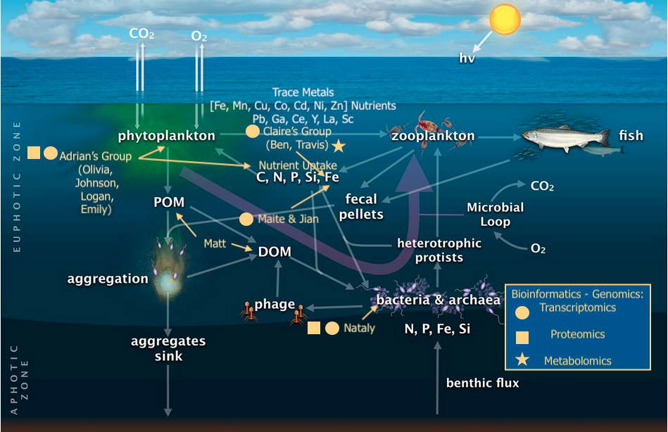 Биомасса фитопланктона в теплых морях больше. Фитопланктон в океане. Карта шельфа мирового океана. Carbon Cycle in Ocean. Фитопланктон фотосинтез.